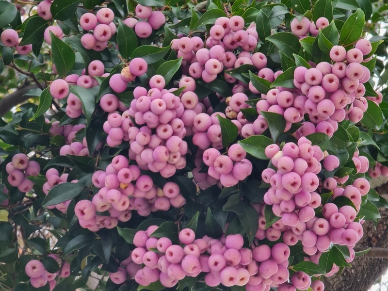 A close up of abundant pink lilly pilly fruit hanging on the tree